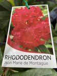 RHODODENDRON JEAN MARIE DE MONTAGUE 20CM 