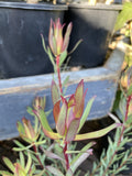 LEUCADENDRON AMY 18CM
