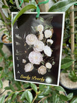 CAMELLIA EARLY PEARLY 20CM 