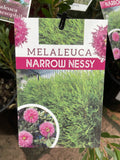 MELALEUCA NESOPHILA NARROW NESS 14CM