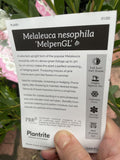 MELALEUCA NESOPHILA NARROW NESS 14CM