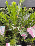 MELALEUCA NESOPHILA NARROW NESS 14CM