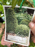 BUXUS JAPONICA 20CM