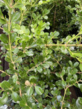 BUXUS JAPONICA 20CM