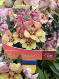 ANTIRRHINUM ELITE APRICOT 14CM 