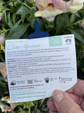ANTIRRHINUM ELITE APRICOT 14CM 