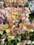 ANTIRRHINUM ELITE APRICOT 14CM 