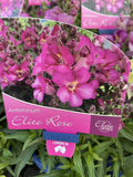 ANTIRRHINUM ELITE ROSE 14CM 