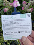 ANTIRRHINUM ELITE ROSE 14CM 
