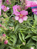 ANTIRRHINUM ELITE ROSE 14CM 