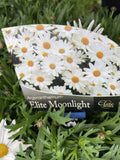 ARGYRANTHEMUM ELITE MOONLIGHT 14CM