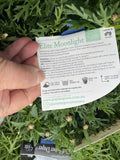 ARGYRANTHEMUM ELITE MOONLIGHT 14CM