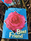 ROSE STANDARD BEST FRIEND 2FT BARE ROOT