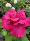 ROSE STANDARD BEST FRIEND 2FT BARE ROOT