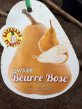 PEAR DWARF BEURRE BOSC BARE ROOT 