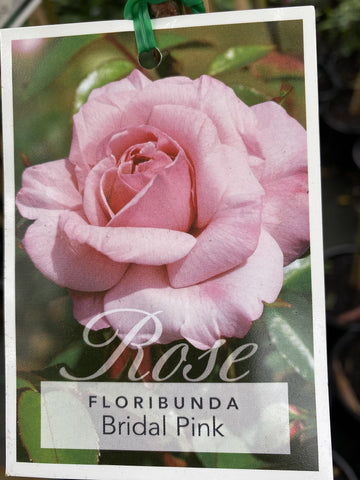 ROSA STANDARD BRIDAL PINK 3FT BARE ROOT