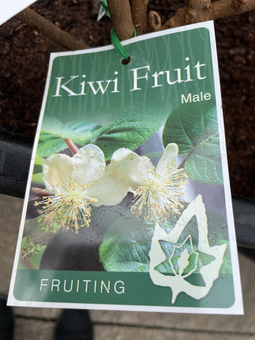 KIWI FRUIT MALE BARE ROOT