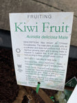 KIWI FRUIT MALE BARE ROOT