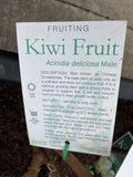 KIWI FRUIT MALE BARE ROOT