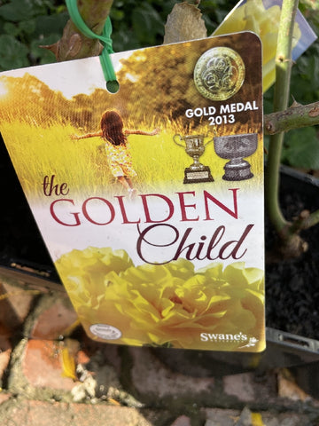 ROSE THE GOLDEN CHILD BARE ROOT