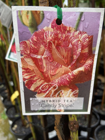 ROSE STANDARD CANDY STRIPE 3FT BARE ROOT
