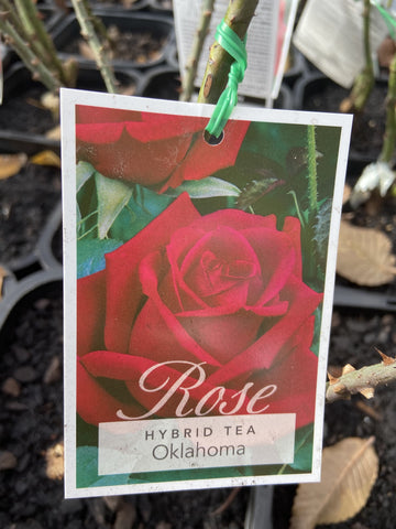 ROSA STANDARD OKLAHOMA 3FT BARE ROOT