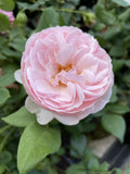 ROSE STANDARD HERITAGE 3FT BARE ROOT