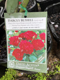 ROSE STANDARD DAVID AUSTIN DARCEY BUSSELL 3FT BARE ROOT 