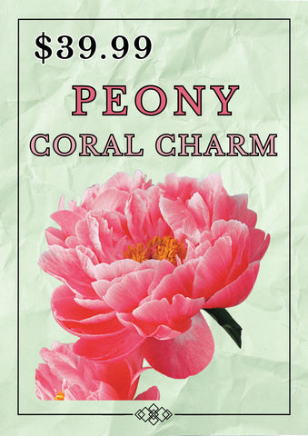 PEONY CORAL CHARM BARE ROOT
