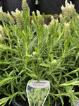 LAVANDULA PIPPA WHITE 18CM 