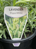 LAVANDULA PIPPA WHITE 18CM 