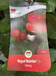 CHERRY ROYAL RAINIER 33CM