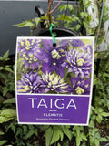 CLEMATIS FLORIDA TAIGA 20CM