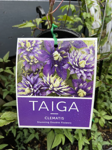 CLEMATIS FLORIDA TAIGA 20CM