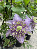 CLEMATIS FLORIDA TAIGA 20CM