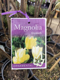 MAGNOLIA ELIZABETH 30CM