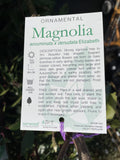 MAGNOLIA ELIZABETH 30CM