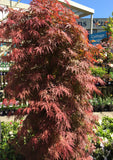 ACER PALMATUM DISSECTUM ORANGEOLA 40CM 