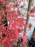 ACER PALMATUM DISSECTUM ORANGEOLA 40CM 