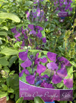 SALVIA ELITE DARK PURPLE 14CM