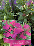 SALVIA ELITE HOT PINK 14CM
