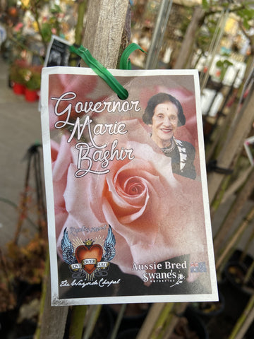 ROSE STANDARD 3FT GOVERNOR MARIE BASHIR 20CM 
