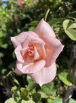 ROSE STANDARD 3FT GOVERNOR MARIE BASHIR 20CM 