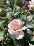 ROSE STANDARD 3FT GOVERNOR MARIE BASHIR 20CM 