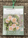 ROSA DAVID AUSTIN BATHSHEBA 20CM 