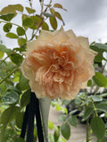 ROSA DAVID AUSTIN BATHSHEBA 20CM 