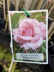 ROSA STANDARD BRIDAL PINK 2FT