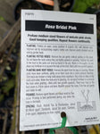 ROSA STANDARD BRIDAL PINK 2FT
