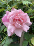 ROSA STANDARD BRIDAL PINK 2FT
