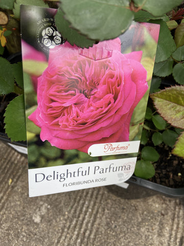 ROSA DELIGHTFUL PARFUMA 20CM